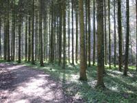 Jonental, Zwillikon